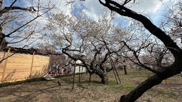 偕楽園本園に投稿された画像（2026/2/22）