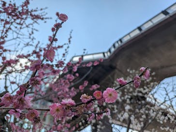 偕楽園本園に投稿された画像（2026/2/22）