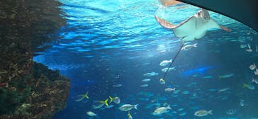 サンシャイン水族館に投稿された画像（2026/2/22）