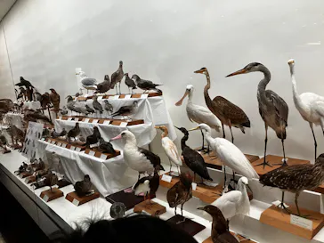 沖縄県立博物館・美術館〔おきみゅー〕に投稿された画像（2026/2/22）