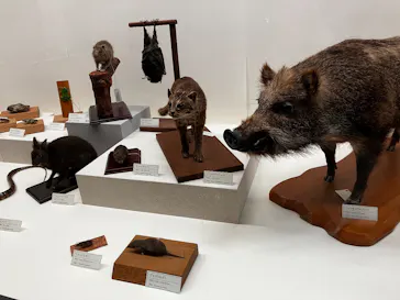 沖縄県立博物館・美術館〔おきみゅー〕に投稿された画像（2026/2/22）