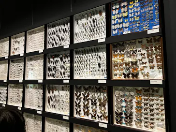 沖縄県立博物館・美術館〔おきみゅー〕に投稿された画像（2026/2/22）