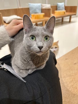 Cat Café MOFF 仙台PARCO店に投稿された画像（2026/2/22）