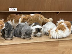 Cat Café MOFF 仙台PARCO店に投稿された画像（2026/2/22）
