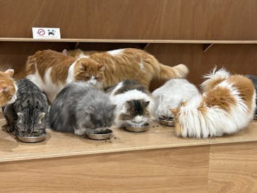 Cat Café MOFF 仙台PARCO店に投稿された画像（2026/2/22）