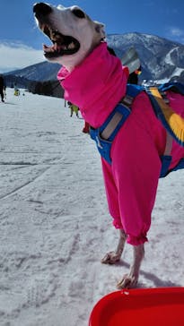 黒姫高原スノーパーク・KUROHIME GREEN GARDENに投稿された画像（2026/2/22）