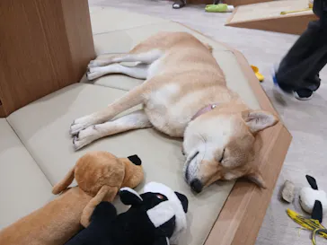 いぬカフェRio 鎌倉小町通り店に投稿された画像（2026/2/22）