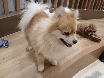 いぬカフェRio 鎌倉小町通り店に投稿された画像（2026/2/22）