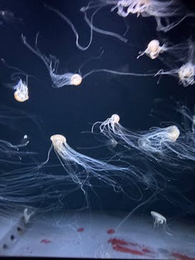 サンシャイン水族館に投稿された画像（2026/2/22）