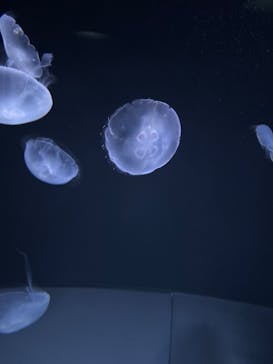 サンシャイン水族館に投稿された画像（2026/2/22）