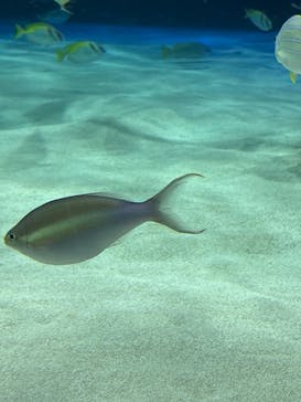 サンシャイン水族館に投稿された画像（2026/2/22）