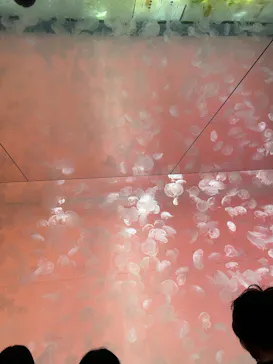 アクアワールド茨城県大洗水族館に投稿された画像（2026/2/22）