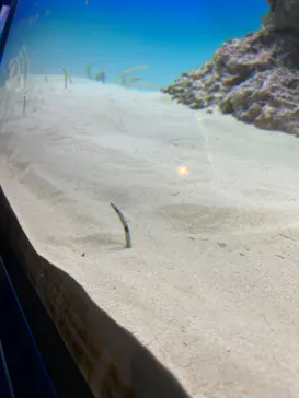 アクアワールド茨城県大洗水族館に投稿された画像（2026/2/22）