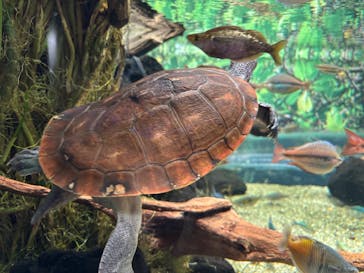 カワスイ 川崎⽔族館に投稿された画像（2026/2/22）