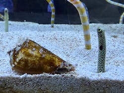 すみだ水族館に投稿された画像（2026/2/22）