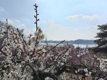 偕楽園本園に投稿された画像（2026/2/22）