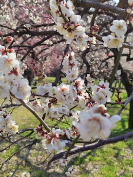 偕楽園本園に投稿された画像（2026/2/22）