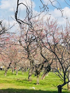 偕楽園本園に投稿された画像（2026/2/22）