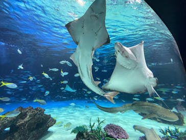 サンシャイン水族館に投稿された画像（2026/2/22）