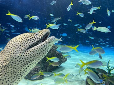 サンシャイン水族館に投稿された画像（2026/2/22）