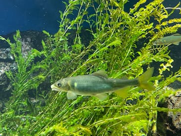 サンシャイン水族館に投稿された画像（2026/2/22）