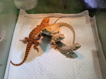 レプタイルズフィーバー 2026 Winter に投稿された画像（2026/2/22）