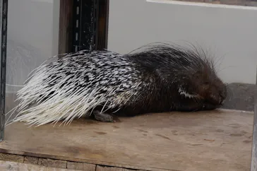 井の頭自然文化園に投稿された画像（2026/2/22）