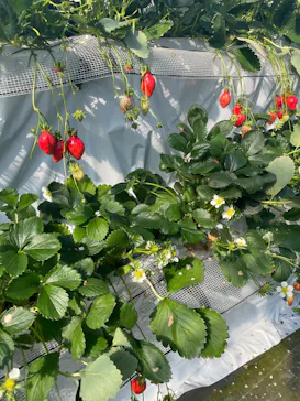 オクタファームに投稿された画像（2026/2/22）