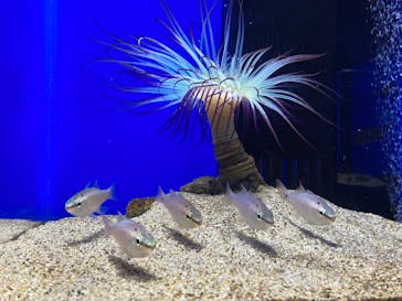 シン・マリホ水族館に投稿された画像（2026/2/22）