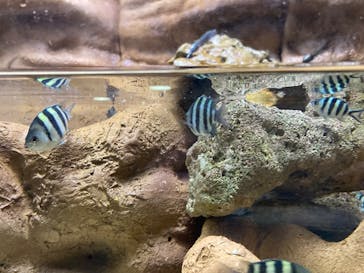 シン・マリホ水族館に投稿された画像（2026/2/22）