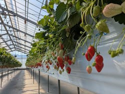 いちごの丘に投稿された画像（2026/2/22）