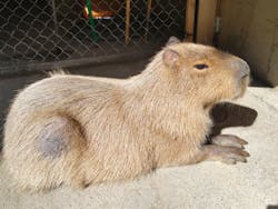 霞ケ浦 どうぶつとみんなのいえに投稿された画像（2026/2/22）