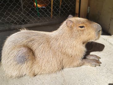 霞ケ浦 どうぶつとみんなのいえに投稿された画像（2026/2/22）