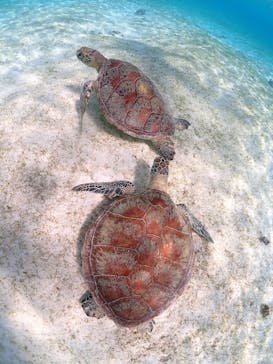 宮古島マリンショップSmileyに投稿された画像（2026/2/22）