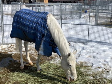 ノーザンホースパークに投稿された画像（2026/2/22）