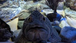 しながわ水族館に投稿された画像（2026/2/22）