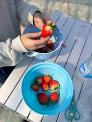 いせや農場いちご園に投稿された画像（2026/2/22）