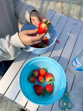 いせや農場いちご園に投稿された画像（2026/2/22）