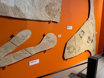 特別展「大絶滅展―生命史のビッグファイブ」に投稿された画像（2026/2/22）