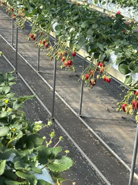 フルーツランド　モギトーレに投稿された画像（2026/2/22）