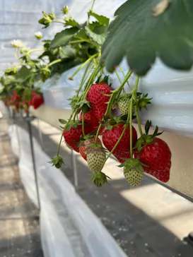 フルーツランド　モギトーレに投稿された画像（2026/2/22）