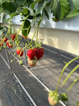 フルーツランド　モギトーレに投稿された画像（2026/2/22）