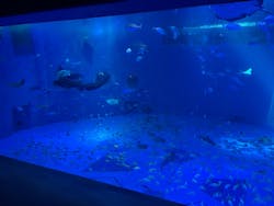 のとじま水族館に投稿された画像（2026/2/22）