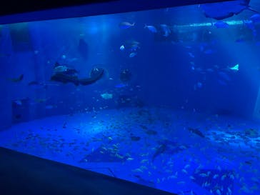 のとじま水族館に投稿された画像（2026/2/22）