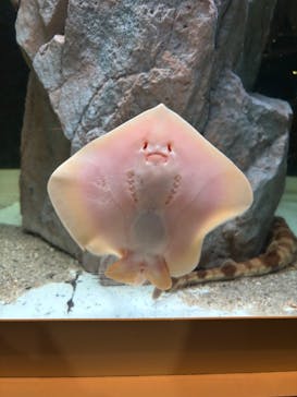 のとじま水族館に投稿された画像（2026/2/22）