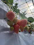 大竹いちご園に投稿された画像（2026/2/22）