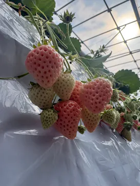 大竹いちご園に投稿された画像（2026/2/22）