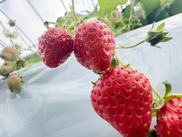 大竹いちご園に投稿された画像（2026/2/22）