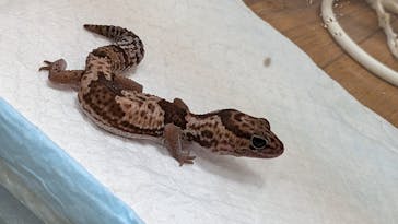 レプタイルズフィーバー 2026 Winter に投稿された画像（2026/2/22）