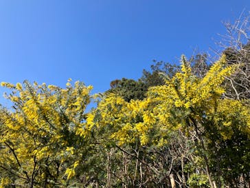 下田ロープウェイに投稿された画像（2026/2/22）